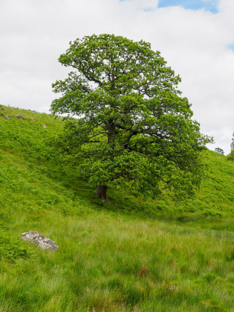 Skottisk træ