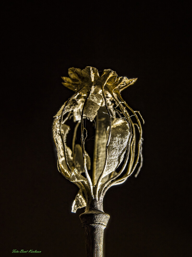 2025 dec 10 kornvalmue frøkapsel modlys (2)-SharpenAI-Motion (1)