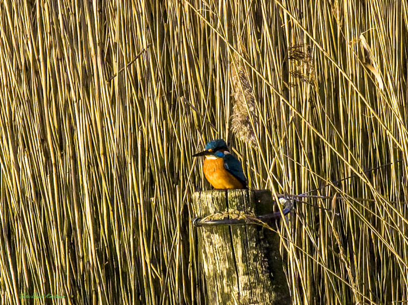 2025 dec 30  isfugl Kammerslusen (1)-SharpenAI-Focus