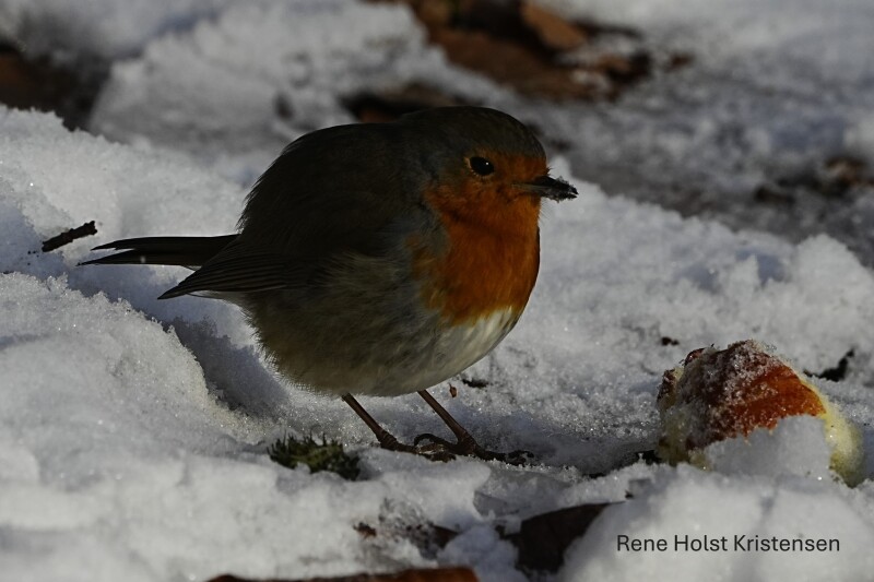 Rødkælk spiser æble i skoven 
