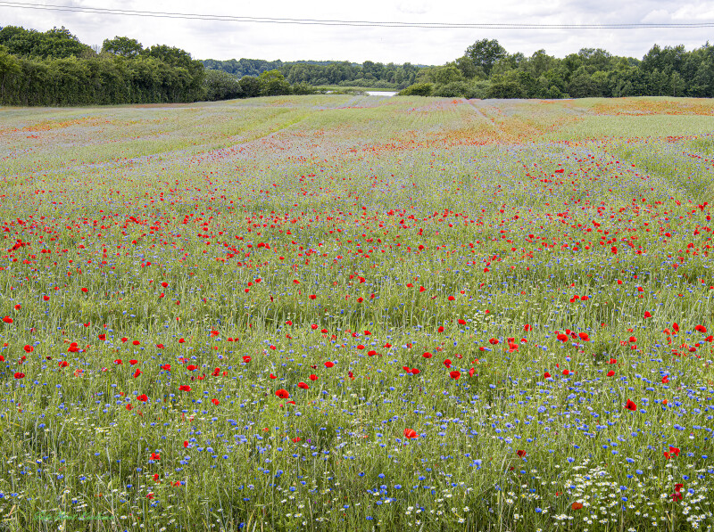 2026 jun 18 kornblomst valmuemark Hostrup (21)-SharpenAI-Motion