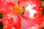 en blomst med en bi 
