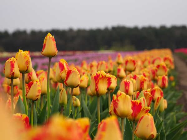 Tulipa Banja Luka