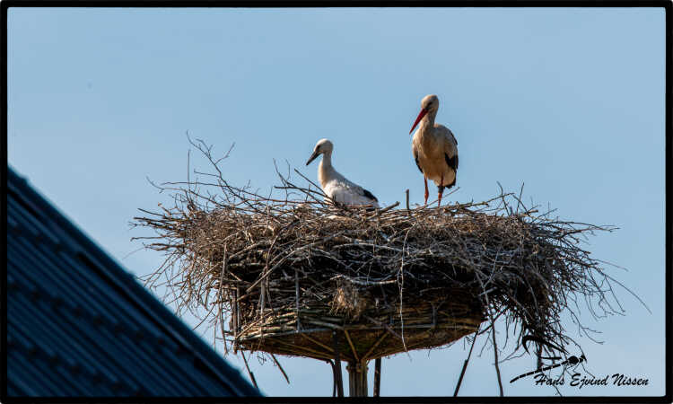 Storker fra Smedager