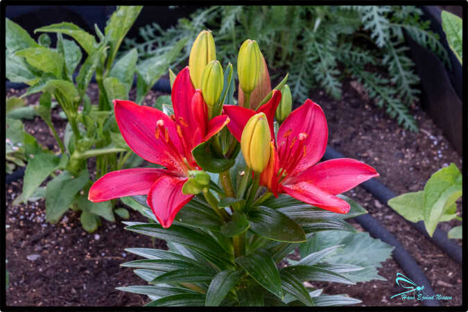 Lilium Elgrado 