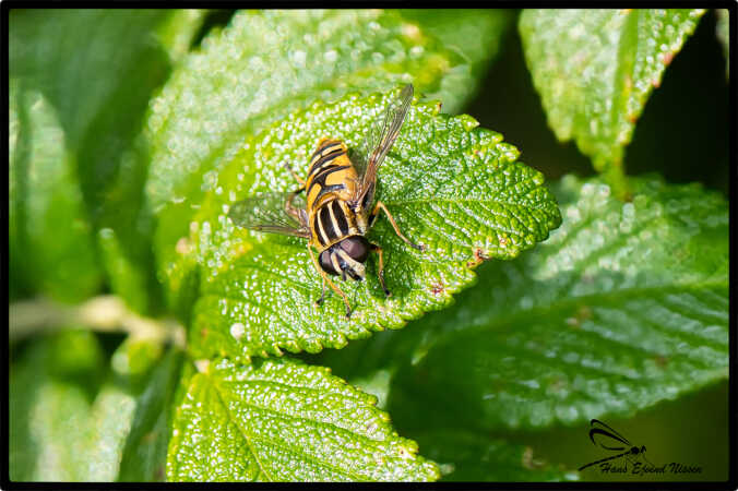 Helophilus pendulus