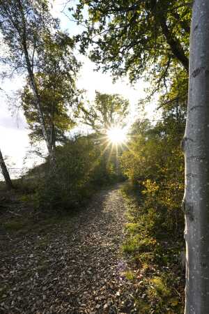 Aften sol i skoven ved Trelde næs 