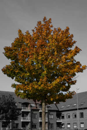 Efterår i Åbenrå