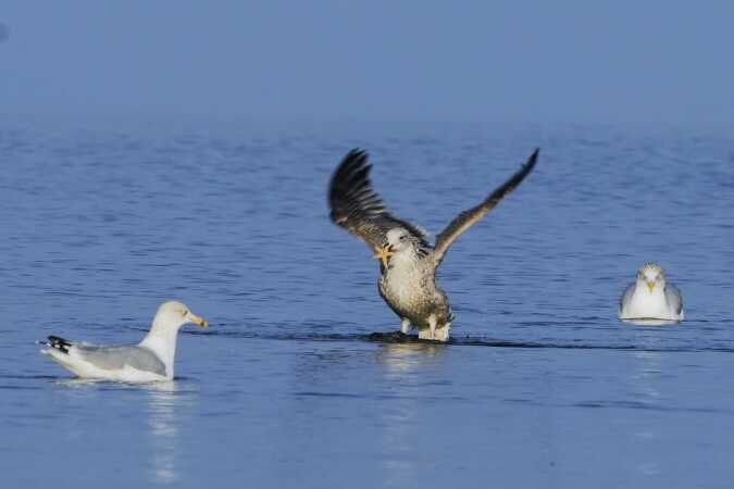 Holtserhage strand måger fisker søstjerne