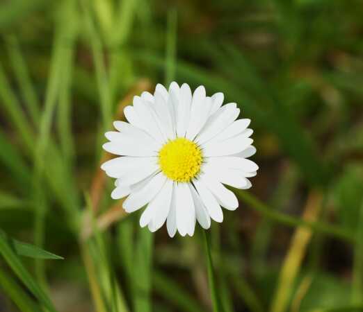 smuk blomst i solen