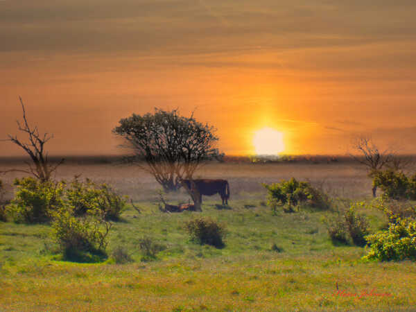 Årø  sol nedgang
