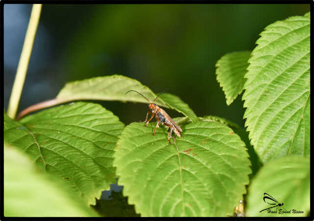 Cantharis rufa 