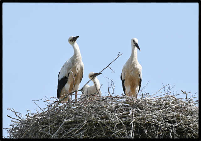 Storker fra Rens