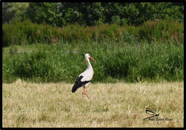 Storken fra Rens 