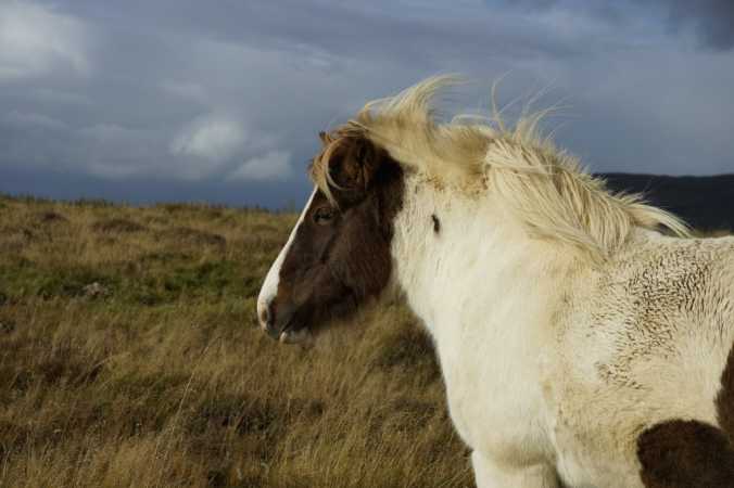 Island Hest 