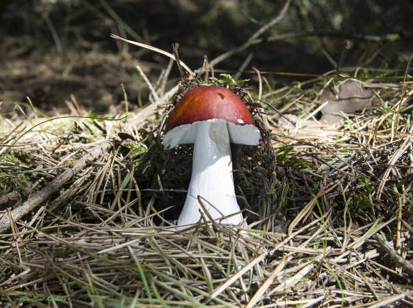 2025 aug 20 prægtig Skørhat Rømø (7)-SharpenAI-Standard