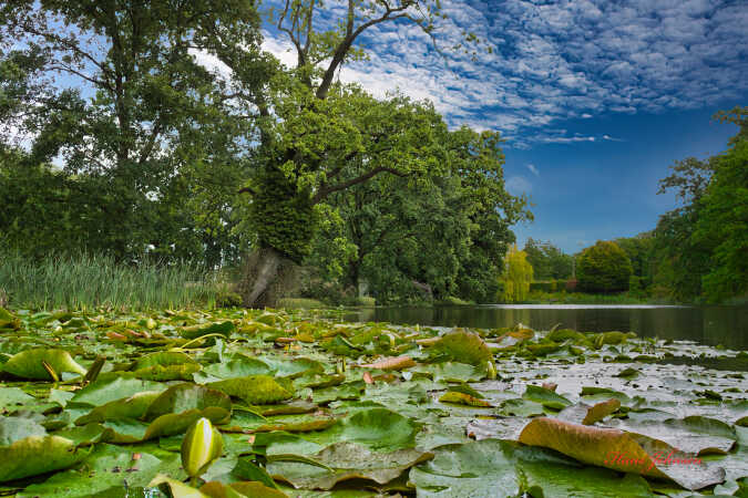 Gråsten Slotsparken,fra mit arkiv , et sommermotiv