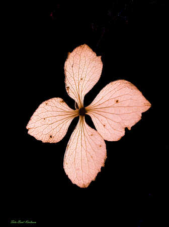 2025 dec 10 hortensia kronblade tørre modlys (6)-SharpenAI-Motion-2