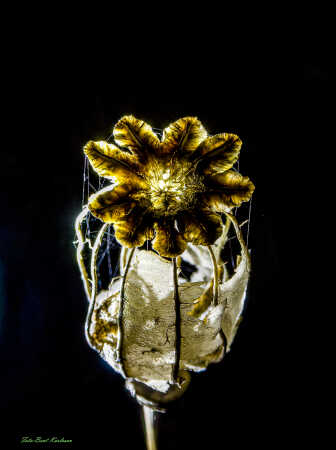 2025 dec 10 kornvalmue frøkapsel modlys (5)-SharpenAI-Motion (1)