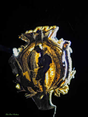 2025 dec 10 kornvalmue frøkapsel modlys (43)-SharpenAI-Motion