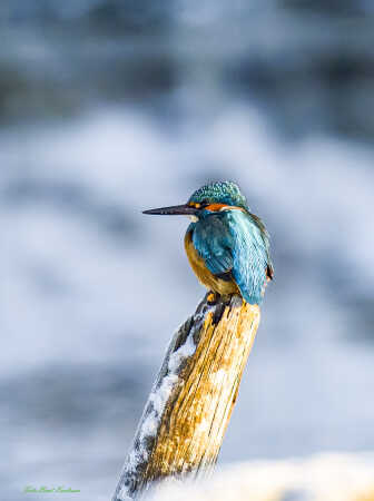 2026 jan 04 isfugl Kammerslusen (12)-SharpenAI-Focus