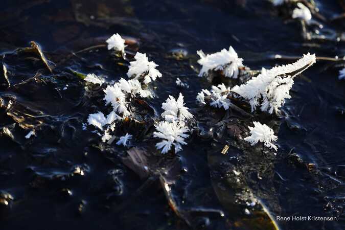 Is blomster i bækken ved Vejle fjord 