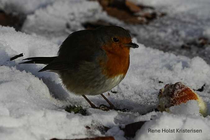 Rødkælk spiser æble i skoven 