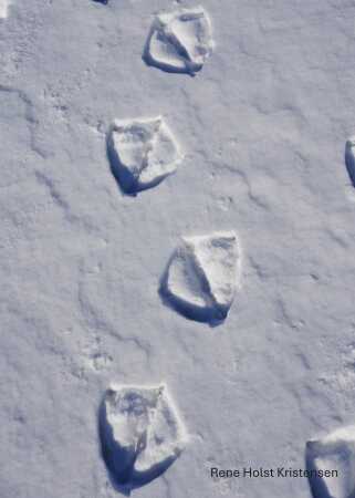 Fodspor i sne ved Aabenraa