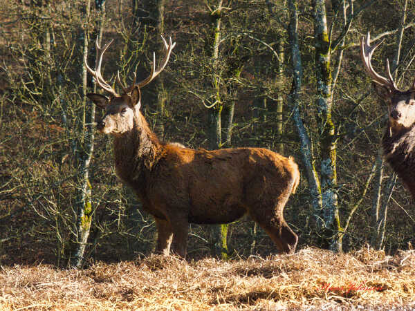 Dyrehaven ved Haderslev