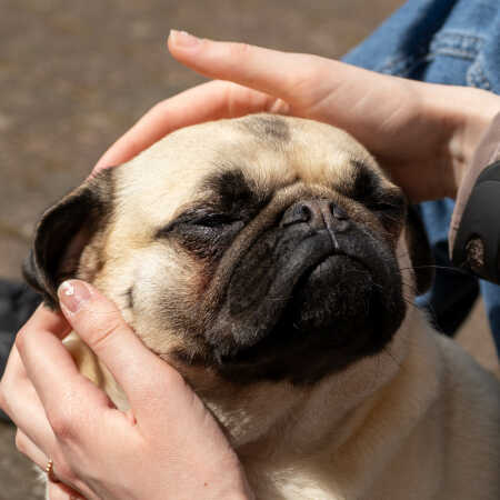 En lille Mops