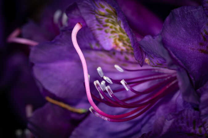 Rododendron