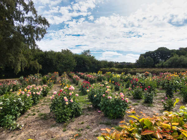 en blomste have i Starup