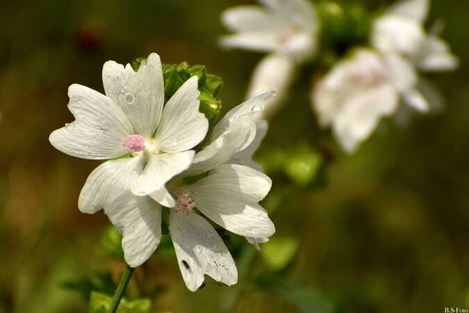 Blomst...