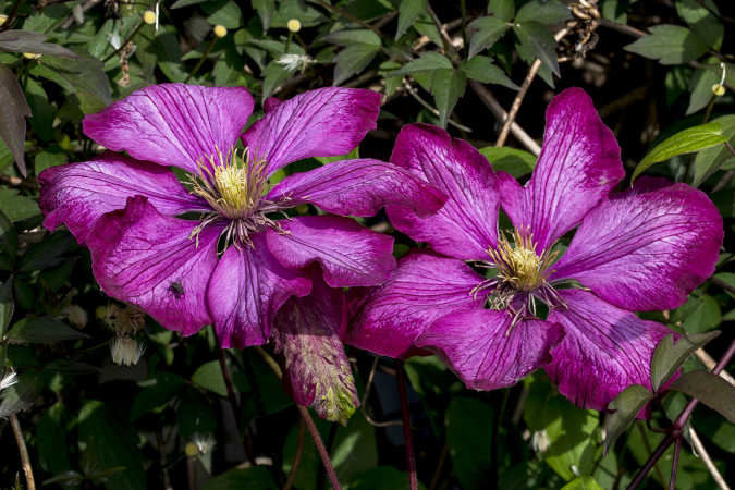 Clematis 2606-2015