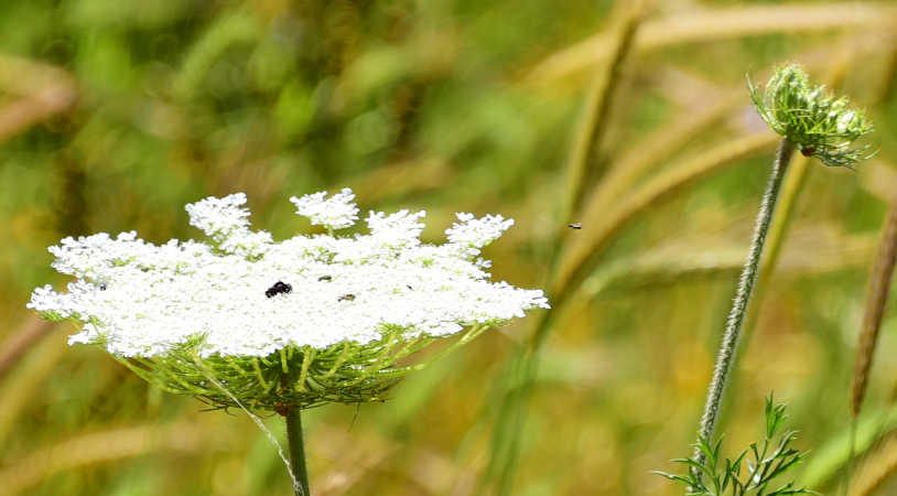 Sommer