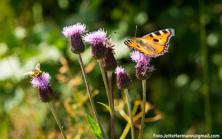 Blomsten, bien og sommerfuglen