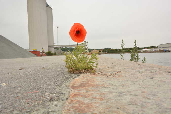 en valmue på Aabenraa havn