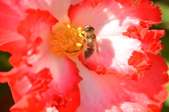 en blomst med en bi 
