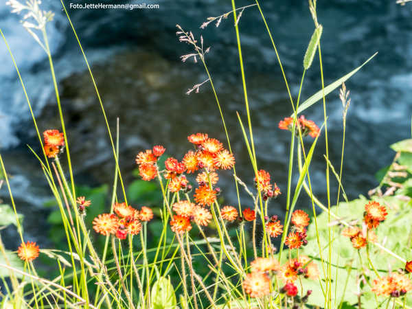 Sommerblomster ved floden