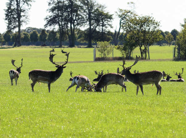 dåhjort kamp