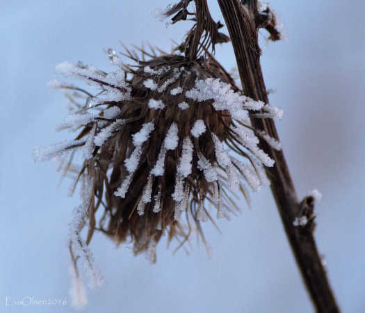 Horse-tidsel i sne