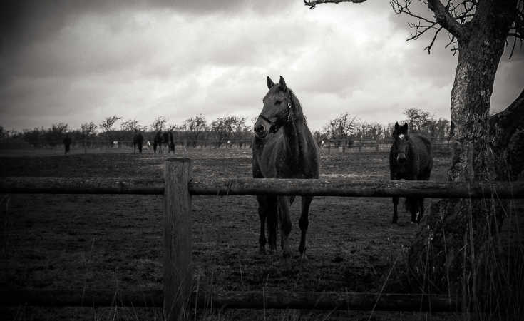 Horses in hailstorm_