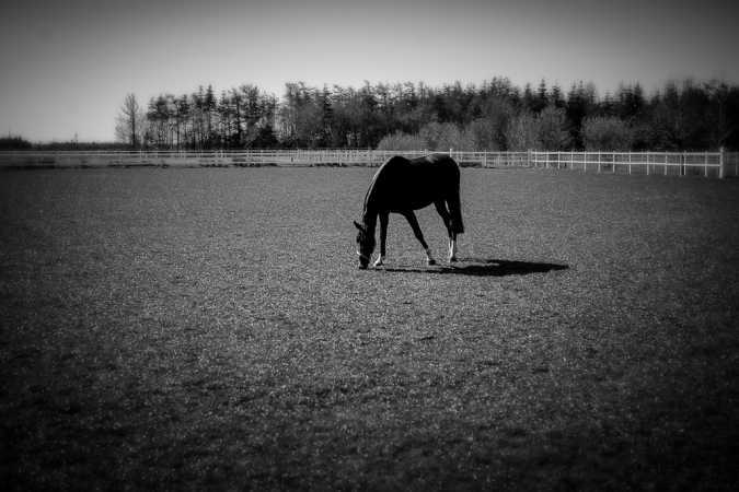 Horse enjoying life_