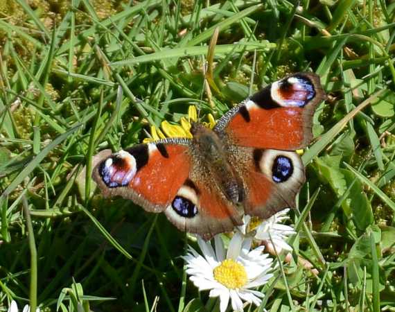 en sommerfulgel