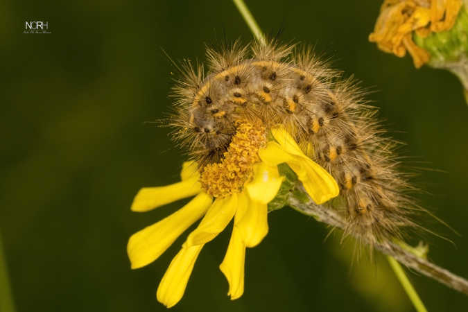 Tigerspinder Larve