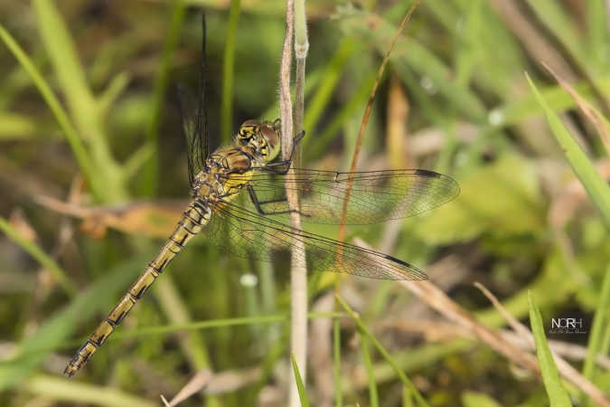 Hede Libelle