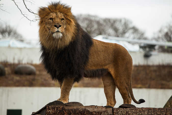 majestæt