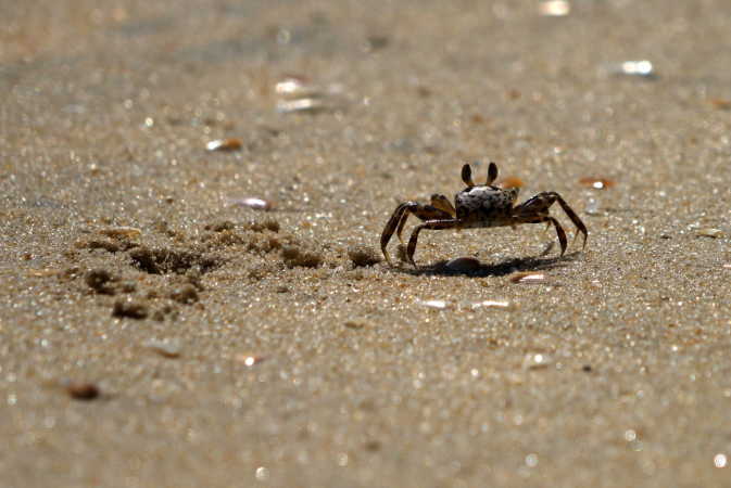 Lille krabbe på stranden.