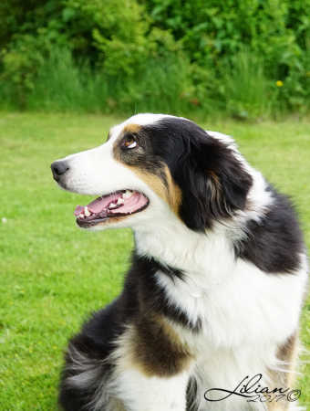 Australian Shepherd  JoJo