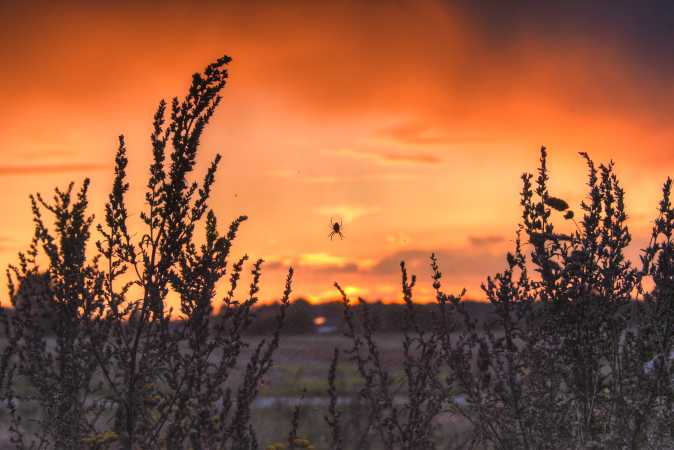 en spinne midt i solnedgang 